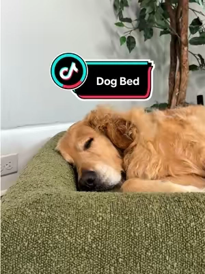 this might be the best dog bed on earth 

#dogbed #dogparents #elderlydog #dogaccessories #doglover 