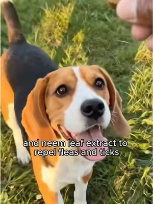 These chews make it easy and safe to repel fleas and ticks on dogs! #fleaprevention #TikTokshopbacktoschool  #doglife  Dog Flea & Tick Chews: Natural Prevention Say goodbye to fleas and ticks with these convenient and safe chewable supplements for dogs. Inspired by a viral TikTok tip, these chews harness the power of brewer's yeast, a natural ingredient praised for its effectiveness in repelling fleas. Unlike harsh chemical treatments, these chews offer a gentler approach to flea and tick control. Formulated with a blend of beneficial ingredients, these chews aim to not only repel pests but also support your dog's overall skin health. Key components include: Brewer's Yeast: A natural deterrent for fleas. Coconut Oil: Known for its potential skin-soothing properties. Neem Leaf Extract: Utilized for its natural insect-repelling qualities. Apple Cider Vinegar: Contributes to skin health. Chamomile & Aloe Vera: Added to help soothe irritated skin. Vitamins: Support skin health from within. These treats are designed to be palatable, with dogs reportedly loving them as a daily treat. They are made in a GMP facility using natural ingredients, free from artificial preservatives, and are cruelty-free. The large tub contains 200 chews, offering excellent value, especially for smaller dogs, with a single tub potentially lasting over nine months. Don't wait for a flea infestation to become a major issue. Proactive prevention is key. Consider these natural chews to keep your dog comfortable and pest-free.#TikTokShopSummerSale #dogmom Keywords: flea prevention for dogs, tick prevention for dogs, natural flea control, brewer's yeast dog chews, dog health supplements, itchy dog relief, neem leaf extract, coconut oil for dogs, apple cider vinegar for dogs, cruelty-free dog treats