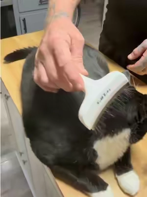 The amount of loose undercoat this pulled out was WILD 😳🐈 No blades, no shaving, just gentle V-shaped rounded teeth that help remove trapped loose fur before it ends up all over your clothes, furniture, and floors. And yes, I absolutely saved a little fluff for the paw-print keepsake keychain. 😂 If you live with a professional shedder, this is worth checking out. #CatGrooming #DesheddingTool #SheddingCat #PetHairRemoval #TikTokShopPets 