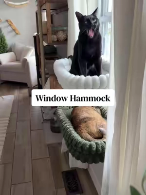 Replying to @Jess The green one is the large & it’s slightly bigger than the medium. It’s hard to tell when they’re on the window. #cathammock #windowhammock #windowperch #catbed #catmusthaves 