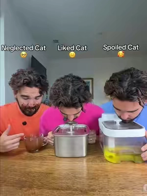 Which cat do you have? 👀#tiktokshopstockup 