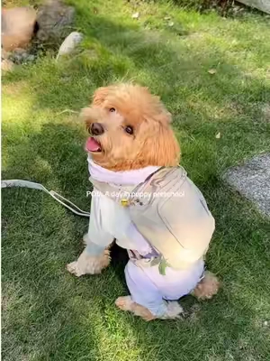 Just kidding, puppies don’t need school. They just need to stay healthy and happy every day 🐶🐾🦴🤎#bagsmart #dog #dogtok #dogbag #bagfordog 