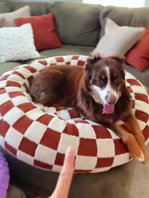 An aesthetic dog bed that actually is comfy for my dog #dogmom #dogbed #dogmusthaves 