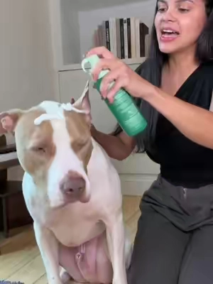 Esto es ideal para refrescar el perro entre cada baño y así siempre huele bien #pet #dogowner 