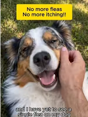 These chews make it easy and safe to repel fleas and ticks on dogs! #fleaprevention #TikTokshopbacktoschool  #doglife  Dog Flea & Tick Chews: Natural Prevention Say goodbye to fleas and ticks with these convenient and safe chewable supplements for dogs. Inspired by a viral TikTok tip, these chews harness the power of brewer's yeast, a natural ingredient praised for its effectiveness in repelling fleas. Unlike harsh chemical treatments, these chews offer a gentler approach to flea and tick control. Formulated with a blend of beneficial ingredients, these chews aim to not only repel pests but also support your dog's overall skin health. Key components include: Brewer's Yeast: A natural deterrent for fleas. Coconut Oil: Known for its potential skin-soothing properties. Neem Leaf Extract: Utilized for its natural insect-repelling qualities. Apple Cider Vinegar: Contributes to skin health. Chamomile & Aloe Vera: Added to help soothe irritated skin. Vitamins: Support skin health from within. These treats are designed to be palatable, with dogs reportedly loving them as a daily treat. They are made in a GMP facility using natural ingredients, free from artificial preservatives, and are cruelty-free. The large tub contains 200 chews, offering excellent value, especially for smaller dogs, with a single tub potentially lasting over nine months. Don't wait for a flea infestation to become a major issue. Proactive prevention is key. Consider these natural chews to keep your dog comfortable and pest-free.#TikTokShopSummerSale #dogmom Keywords: flea prevention for dogs, tick prevention for dogs, natural flea control, brewer's yeast dog chews, dog health supplements, itchy dog relief, neem leaf extract, coconut oil for dogs, apple cider vinegar for dogs, cruelty-free dog treats
