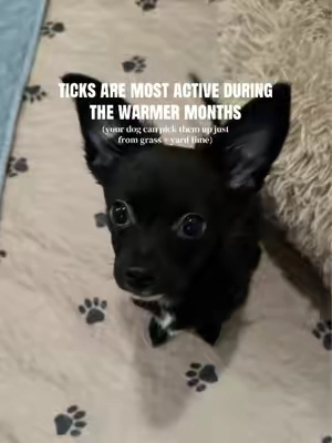 Your dog can pick up ticks from regular grass, yards, and walks!! Not just hiking. @Zesty Paws #fleas #ticks #fleasandticks #tiktokshopfalldealsforyou 