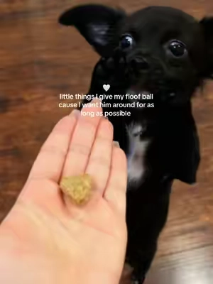 probiotics + omegas for gut, skin & coat 🐶🐾 @Zesty Paws #salmonoilfordogs #dogsoftiktok #dogvitamins #tiktokshopfalldealsforyou 