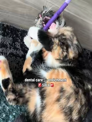 Cleaning their teeth and they don’t even know it #authentik #tiktokshopstockup #cattoys #chewtoy #catenrichment 