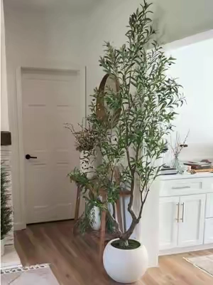 🍃 8ft Potted Olive Tree #olivetree #pottedplants #homedecor #tiktokshopfalldealsforyou #tiktokshopcreatorpicks 