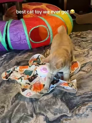 There are a few different modes so she’s always entertained 💚  #cattoys #tiktokshopcreatorpicks 