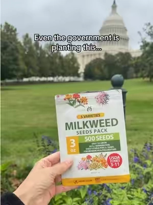 Even the government is planting milkweed for the monarch butterflies… this packet has 500 milkweed seeds, 5 native varieties. Plant these seeds in the fall! #seeds 