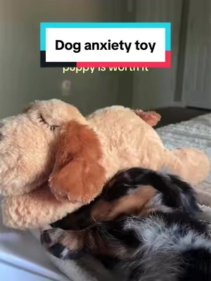 he loves it. #puppytoy #minidachshund #doganxietytoy #anxietytoy 