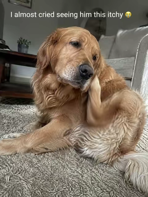 These chews make it easy and safe to repel fleas and ticks on dogs!
#fleaprevention
#TikTokshopbacktoschool 
#doglife 

Dog Flea & Tick Chews: Natural Prevention
Say goodbye to fleas and ticks with these convenient and safe chewable supplements for dogs. Inspired by a viral TikTok tip, these chews harness the power of brewer's yeast, a natural ingredient praised for its effectiveness in repelling fleas. Unlike harsh chemical treatments, these chews offer a gentler approach to flea and tick control.

Formulated with a blend of beneficial ingredients, these chews aim to not only repel pests but also support your dog's overall skin health. Key components include:

Brewer's Yeast: A natural deterrent for fleas.
Coconut Oil: Known for its potential skin-soothing properties.
Neem Leaf Extract: Utilized for its natural insect-repelling qualities.
Apple Cider Vinegar: Contributes to skin health.
Chamomile & Aloe Vera: Added to help soothe irritated skin.
Vitamins: Support skin health from within.
These treats are designed to be palatable, with dogs reportedly loving them as a daily treat. They are made in a GMP facility using natural ingredients, free from artificial preservatives, and are cruelty-free. The large tub contains 200 chews, offering excellent value, especially for smaller dogs, with a single tub potentially lasting over nine months.

Don't wait for a flea infestation to become a major issue. Proactive prevention is key. Consider these natural chews to keep your dog comfortable and pest-free.#TikTokShopSummerSale #dogmom
Keywords: flea prevention for dogs, tick prevention for dogs, natural flea control, brewer's yeast dog chews, dog health supplements, itchy dog relief, neem leaf extract, coconut oil for dogs, apple cider vinegar for dogs, cruelty-free dog treats #dogmom  #doghealth  #dogtips  #fleaprevention #nature #naturelovers #naturevibes #growthmindsets #backtoourroots #healling #healingjoumneys #grateful #wayoflife #itsallworkingoutforme #dogs #dogsoftiktoks #yeastinfections #WeeklyDeals #tiktokshopspringglowup #TikTokShopStockUp