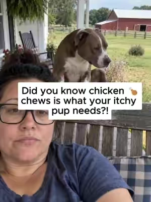 If your dog keeps scratching, licking their paws, or dealing with that “yeasty” smell… this is the daily support I keep in our routine 🐾 Carmelie Yeast Support Chews are made for dogs who need extra help with skin comfort, coat wellness, paw care, and daily yeast balance support. Formulated with a thoughtful blend of Beta-Glucan, Turmeric, FOS, Vitamin E, Biotin, Marshmallow Root, Goldenseal, Pau D’Arco, Yeast Cell Wall, and Bacillus subtilis, these chews support your dog from the inside out. ✨ Beta-Glucan — helps support normal immune function. 🌿 Turmeric — supports skin comfort and everyday wellness. 🦠 FOS + Bacillus subtilis — help support gut balance and digestive health. 💛 Vitamin E + Biotin — support healthy skin and a shiny coat. 🌱 Marshmallow Root — helps support digestive comfort. 🌿 Goldenseal + Pau D’Arco — traditionally used in botanical wellness blends to support skin and overall balance. 🐾 Yeast Cell Wall — included to support healthy yeast balance. These chews are easy to give as a daily treat, and they’re a simple way to support dogs dealing with itchy skin, paw licking, ear odor, or seasonal skin discomfort. Because when it comes to skin and yeast balance, I’d rather stay consistent all year long than wait until the problem gets worse. Daily wellness. Gentle support. Happy dogs. 🐶