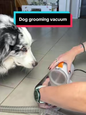 The hair you trim just goes straight into the vacuum and because of the suction it even helps get more even cuts. One of my dogs cannot go to the groomer because he’s a bad boy around any sort of restraints so I have to do it at home and this makes SUCH a big difference. #dogowneressentials #doggroomingtips #doggroomingvacuum #doggroominghack #dogmom 