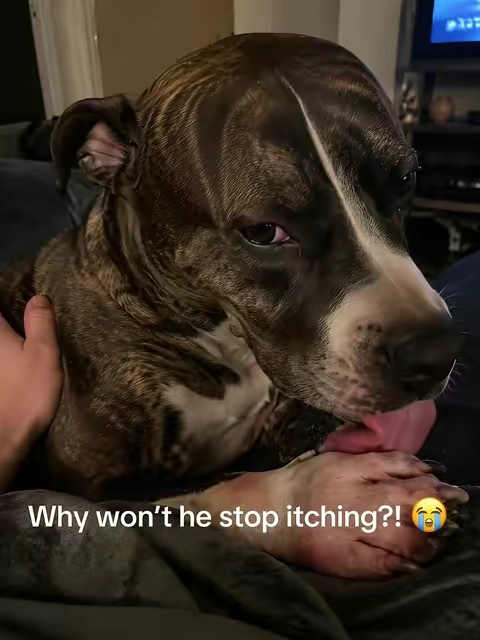 🌞 I’ve been using this product since last summer... and now it’s a total sensation on TikTok! 🐶✨

If your dog constantly licks and scratches their paws, or you notice a strange odor coming from their ears 👂💨, this could be the issue!

These are common symptoms of canine yeast infections 🐾. But don't worry—Carmelie drops have always been my safe and reliable solution 💧💖

✅ Keeps skin healthy

✅ Relieves discomfort and reduces odor

✅ Soothes itching and controls scratching

Super easy to use: Just add a few drops to your furry friend's food or water 🥣💦

🥓 Bacon flavor: A doggy favorite! 😋

My dog ​​feels so much better now! 🐕💛

I recommend this product to all pet lovers! 🐾💖 #doghealth  #itchydog  #doglover #nature #naturelovers #naturevibes #growthmindsets #backtoourroots #healling #healingjoumneys #grateful #wayoflife #itsallworkingoutforme #dogs #dogsoftiktoks #yeastinfections #WeeklyDeals #tiktokshopspringglowup #TikTokShopStockUp