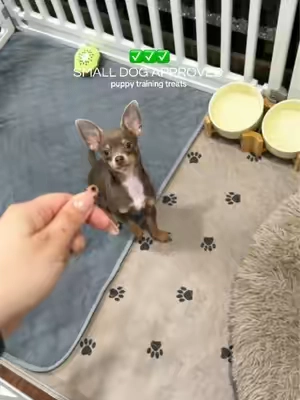 @Zesty Paws small training treat bites are the perfect size for tiny pups  #dogtrainer #puppyessentials #tiktokshopfalldealsforyou #smallbreeddogs 
