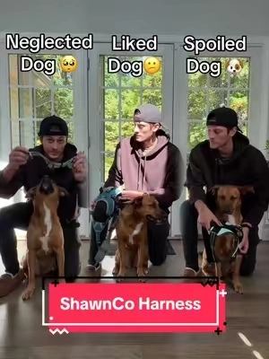 It’s time to make the switch, for your dog’s sake! 🦮 #nopullharness #dogharness #dogparents #tiktokshopcreatorpicks #dogessentials 